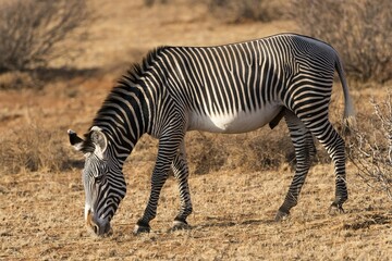 Grévy's zebra (Equus grevyi), grazing, Samburu National Reserve, Kenya, Africa