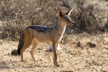 Black-backed jackal (Canis mesomelas) observing surroundings, Samburu National Reserve, Kenya, Africa