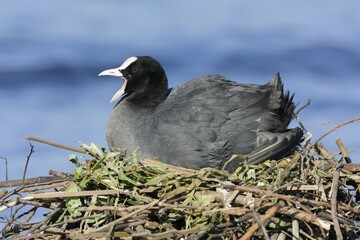 Eurasian Coot (Fulica atra), with open beak, in a nest by a lake, Germany, Europe