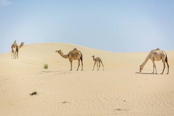 Dromedaries (Camelus dromedarius) with young in sand dunes, Rub' al Khali desert, United Arab Emirates, Asia