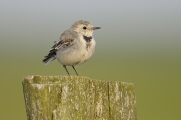 Fototapeta premium Young White Wagtail (Motacilla alba)
