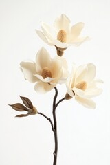 A simple arrangement of three white flowers in a clear glass vase sitting on a wooden table