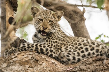 Leopard (Panthera pardus), young animal on tree with impala as prey, Mashatu Game Reserve, Tuli...