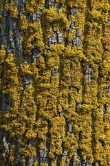 Common orange lichen (Xanthoria parietina) on tree bark, Bavaria, Germany, Europe