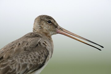 Black-tailed Godwit (Limosa limosa), Buren, Ameland, The Netherlands, Europe