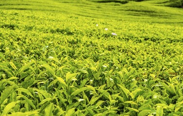 Tea plant, tea plantations, Cameron Highlands, Tanah Tinggi Cameron, Malaysia, Asia