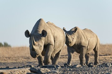 Black rhinoceros or hook-lipped rhinoceros (Diceros bicornis), Ol Pejeta Reserve, Kenya, Africa