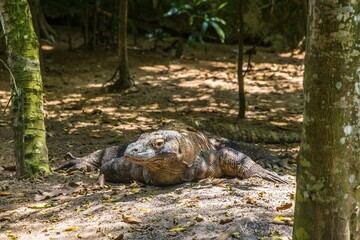 Komodo Dragon (Varanus komodoensis), captive, Singapore zoo, Singapore, Asia