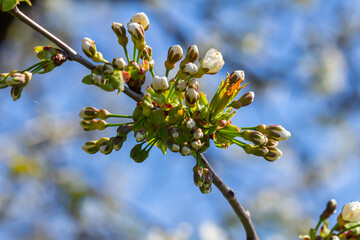Blossoming spring buds on a tree branch under a clear blue sky during early afternoon in a tranquil outdoor setting