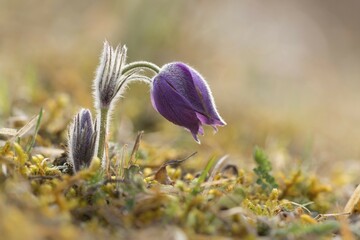 Obraz premium Pasque flower (Pulsatilla vulgaris), Hünfeld, Hesse, Germany, Europe