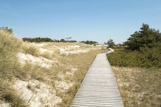 Boardwalk near Prerow, Darss, Mecklenburg-Western Pomerania, Germany, Europe