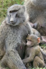 Olive Baboon (Papio anubis), female sucking pub, Lake Nakuru National Park, Kenya, Africa
