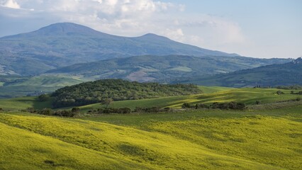 Hilly landscape with flowering rape, Crete Senesi, Province of Siena, Tuscany, Italy, Europe