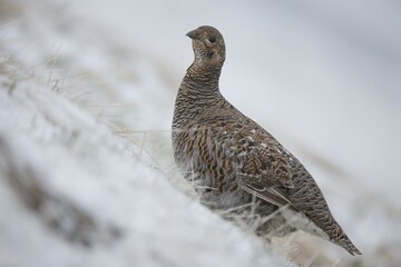 Black grouse (Lyrurus tetrix), female in the snow, Stubai Valley, Tyrol, Austria, Europe