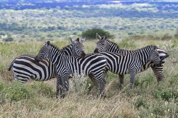 Plains Zebras (Equus quagga), group looking to the viewer, Tsavo West National Park, Kenya, Africa