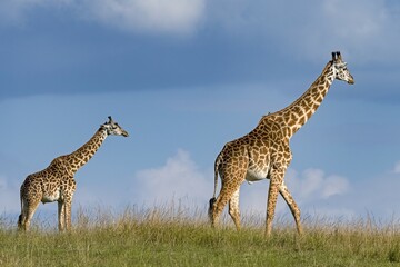 Giraffes (Giraffa camelopardalis), dam with young animal running through the grass pan, Masai Mara, Kenya, Africa