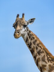 Giraffe (Giraffa camelopardalis), animal portrait, Masai Mara, Kenya, Africa