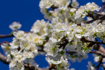Cherry blossoms bloom under clear blue sky, showcasing delicate white petals and vibrant green leaves during spring in a tranquil setting