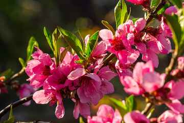 Pink peach flowers in the garden closeup