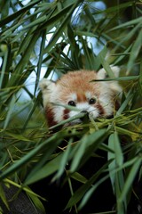 Naklejka premium Red Panda (Ailurus fulgens) in bamboo, Zoo Duisburg, Germany, Europe