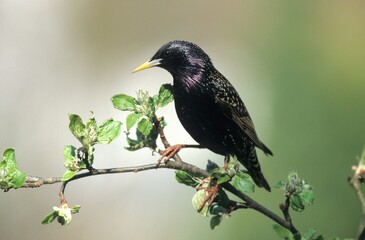 European Starling, Common Starling or Starling (Sturnus vulgaris), in mating plumage