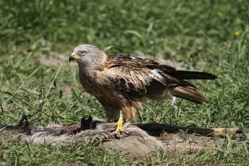 Red Kite (Milvus milvus) perching on a deer carcass