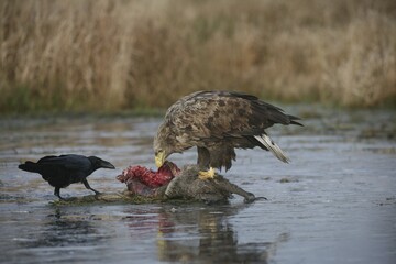 White-tailed Eagle or Sea Eagle (Haliaeetus albicilla) and Common Raven (Corvus corax) perched on an icy surface, feeding on deer carcass