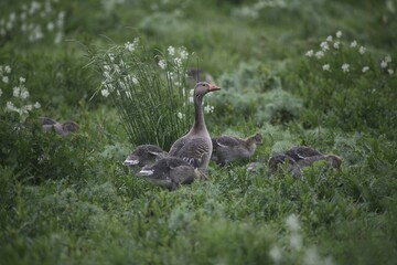 Greylag Goose (Anser anser) with goslings, Sweden, Europe