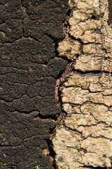 Moss and pattern in old tree bark