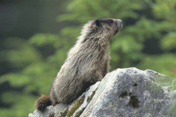 Icy-gray Hoary Marmot (Marmota caligata), Alaska, USA, North America