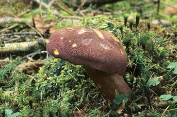 Plums and Custard or Red-haired agaric (Tricholomopsis rutilans), Allgaeu, Germany, Europe