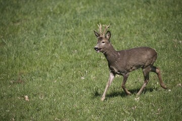 European Roe Deer (Capreolus capreolus) buck in springtime