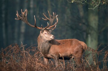 Red Deer (Cervus elaphus)