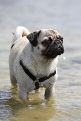 Obraz premium Pug, wet, bathing, water