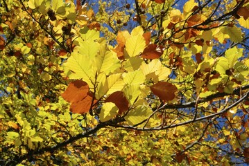Autumn leaves in the backlight - Germany, Europe.