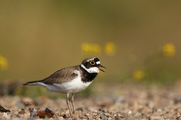 Little ringed plover (Charadrius dubius), calling male, Biosphere Reserve Middle Elbe, Saxony-Anhalt, Germany, Europe