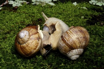Edible Snail (Helix pomatia) pairing