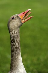 Greylag Goose (Anser anser), threatening hiss, Bavaria, Germany, Europe