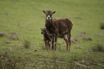 Mouflon (Ovis ammon musimon) with young, Lueerwald, Sauerland, North Rhine-Westphalia, Germany,...