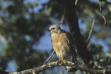 Red-shouldered Hawk, (Buteo lineatus), Florida, USA, North America