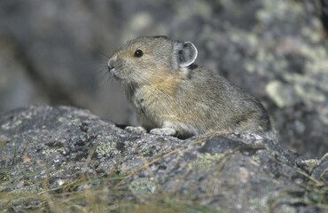 American Pika (Ochotona princeps), Alaska, North America