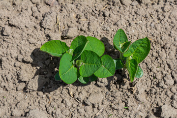 Green potato plant sprouts in rich soil under sunlight during spring season in a home garden
