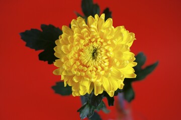 Yellow Chrysanthemum (Chrysanthemum), flower