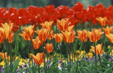 Obraz premium Bed of Tulips