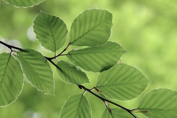 Beech leaves in spring, North Rhine-Westphalia, Germany (Fagus sylvatica)