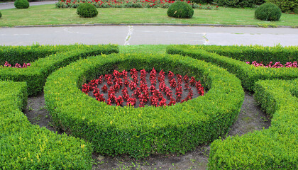 A neatly trimmed boxwood hedge in maze form in a parkland. Decorative flower bed stock image 