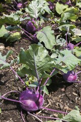 Kohlrabis (Brassica oleracea) on organic field, Quebec, Canada, North America