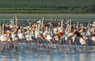 Greater Flamingos (Phoenicopterus roseus), being nervous at the Laguna de Fuente de Piedra, Malaga province, Andalusia, Spain, Europe