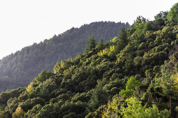 A scenic view of a forest against a clear sky in Setif, Algeria.