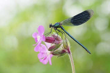 Banded demoiselle (Calopteryx splendens), male on Meadow Cranesbill (Geranium pratense), Hesse, Germany, Europe